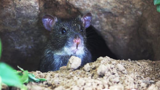 rat-elimination