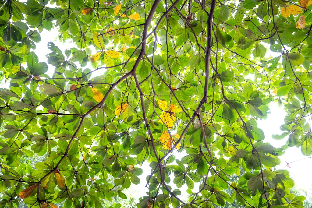 Arbre noyer