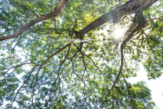 Arbre noyer dans un jardin